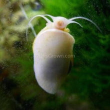 Ivory Mystery Snail