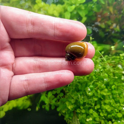 Jade Mystery Snail