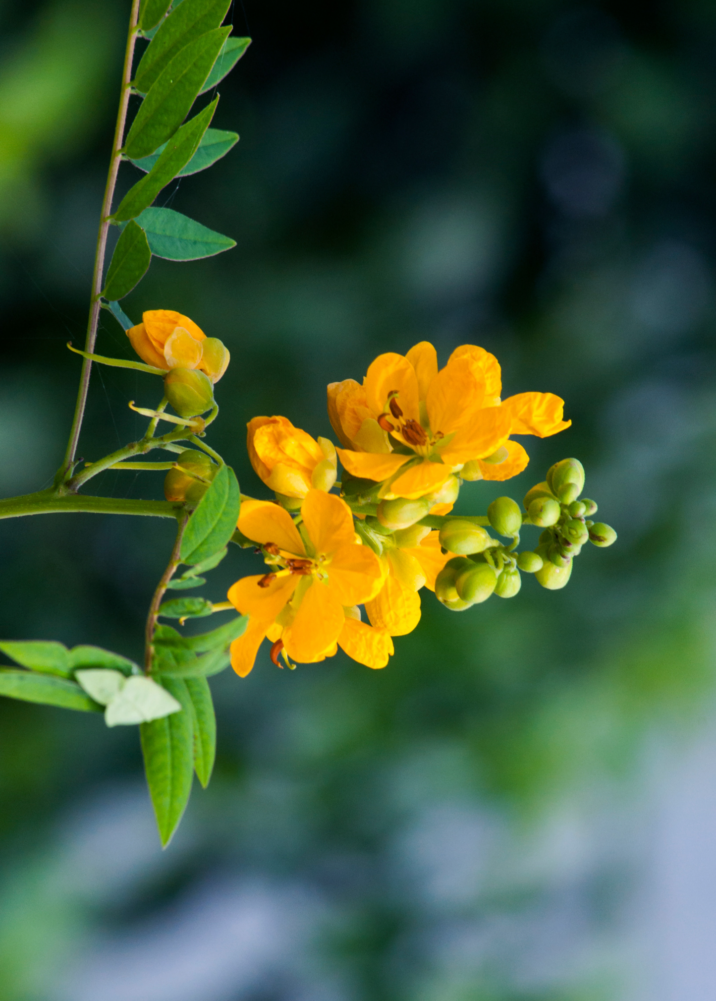 Jamaican Dandelion Herb Plant, Senna occidentalis, Tropical Biennial, Medicinal, Edible Leaves & Seeds