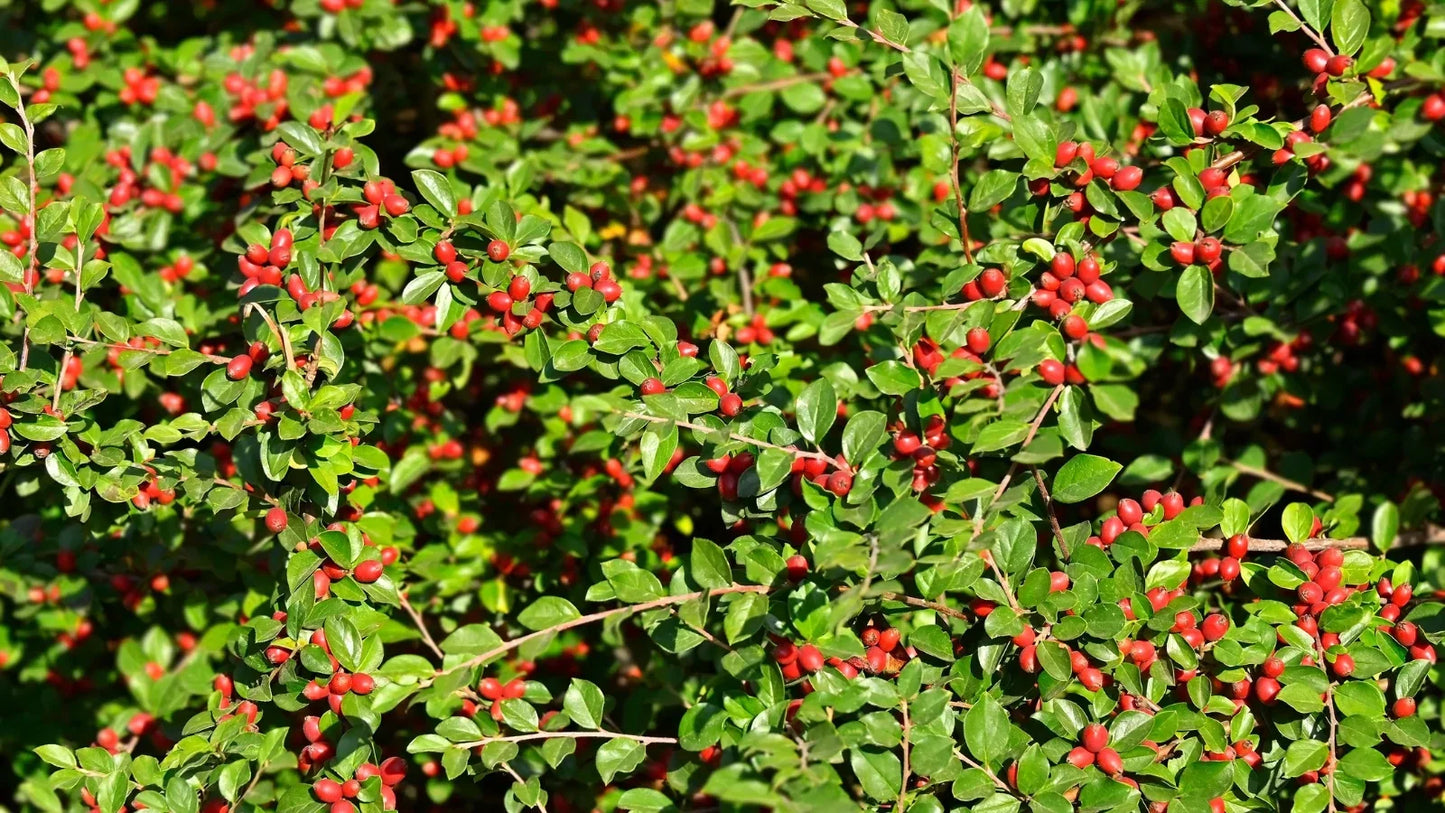 Japanese Barberry Bush Cuttings – Organic Unrooted Shrubs with Edible Berries, Hardy, Drought Tolerant, for Hedges & Landscaping, Berberis thunbergii