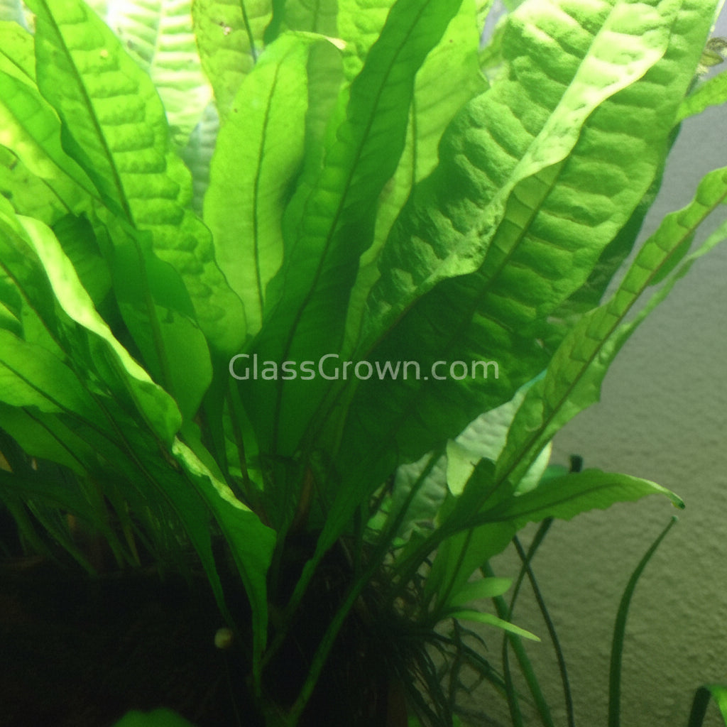 Java Fern