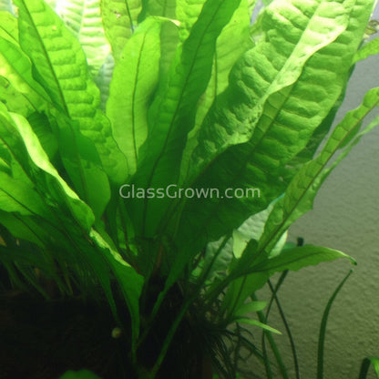 Java Fern