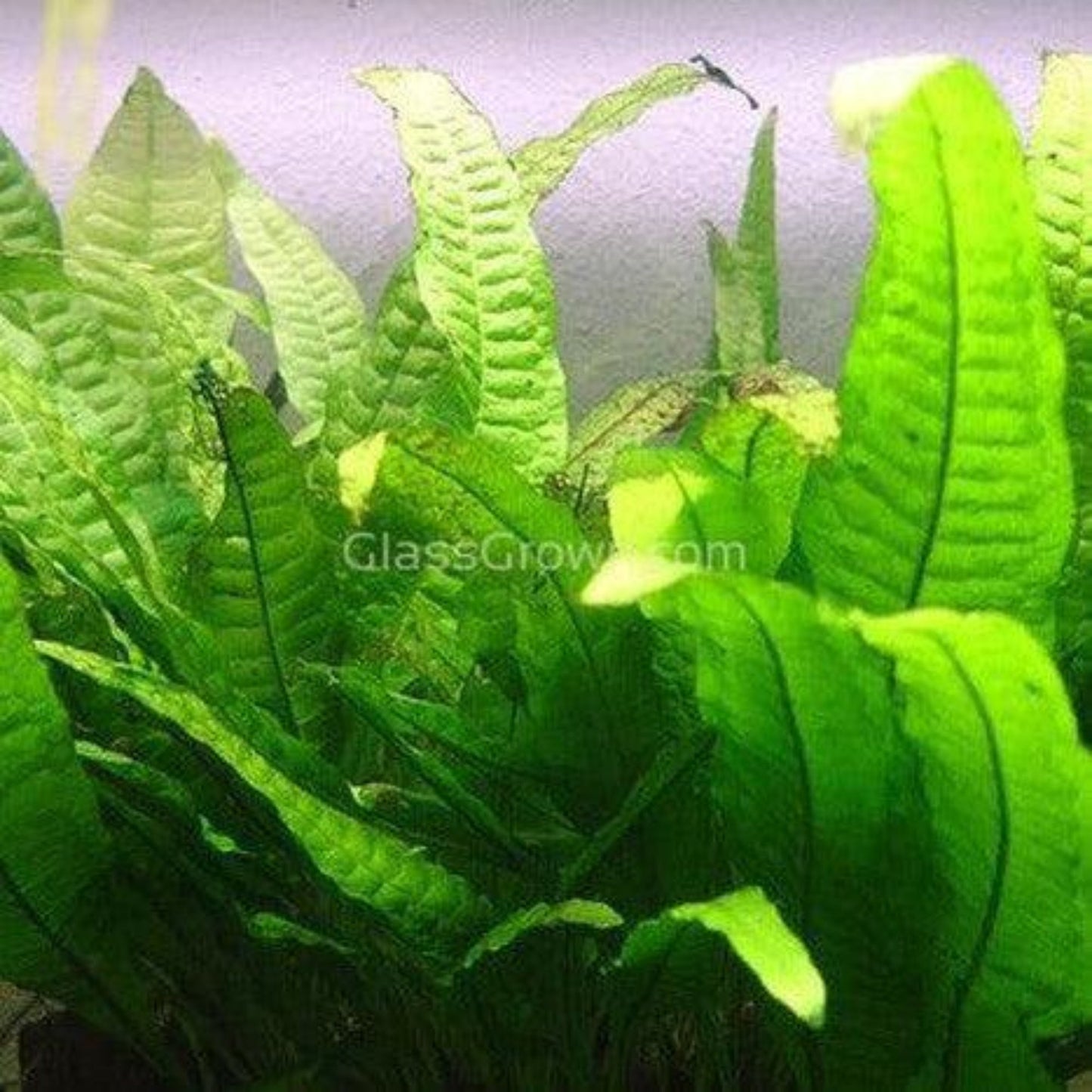 Java Fern