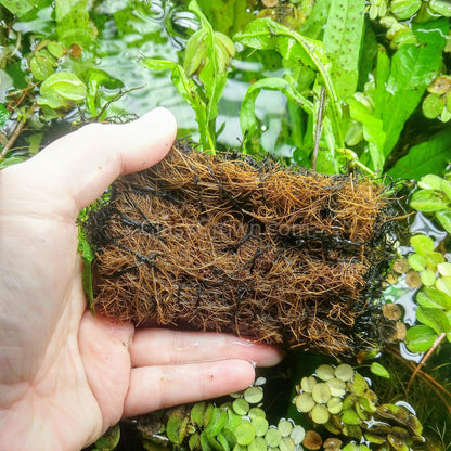 Java Fern