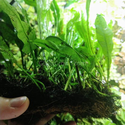 Java Fern