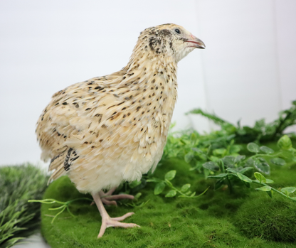 Fertile Quail Eggs – Choose Your Variety