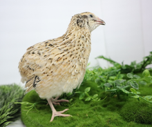 Fertile Quail Eggs – Choose Your Variety