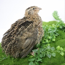 Fertile Hatching Mixed Jumbo Pharaoh Coturnix,Jumbo Italian, White,Brown Quail Hatching Eggs- Coturnix Quail Eggs for Sustainable Farming Hens Choice