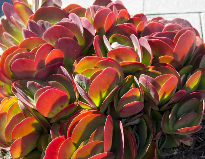 Flapjack Kalanchoe Succulent Plant | Paddle Plant | Kalanchoe thyrsiflora | Live Bareroot Starter | Easy-Care Desert Succulent