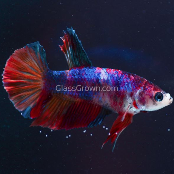 Male Koi Galaxy Plakat Betta