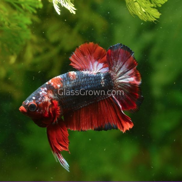 Male Koi Galaxy Plakat Betta