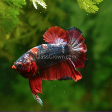 Male Koi Galaxy Plakat Betta