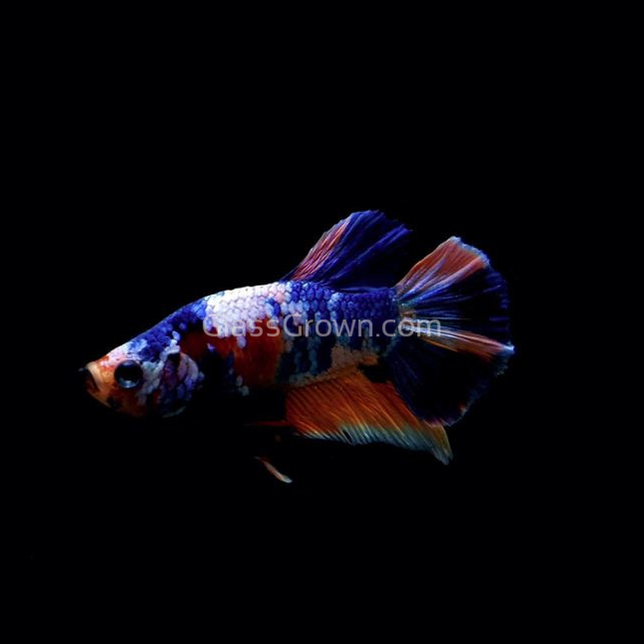 Male Koi Galaxy Plakat Betta