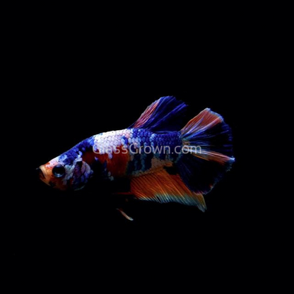 Male Koi Galaxy Plakat Betta