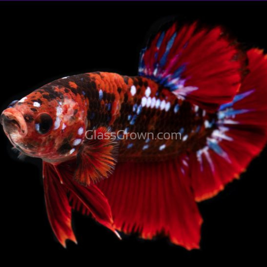 Male Koi Galaxy Plakat Betta