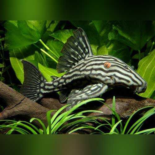 Royal Pleco