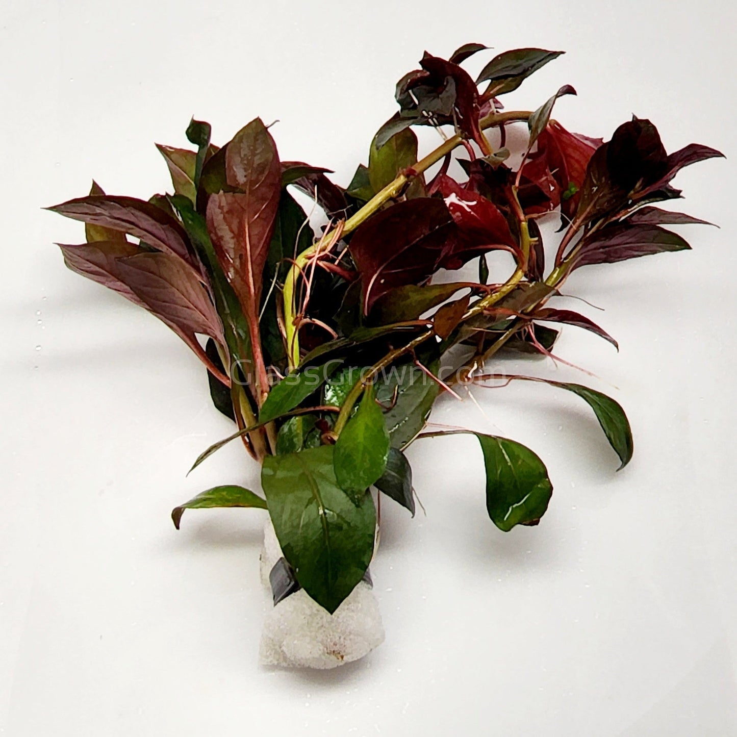 Bunch Ludwigia Repens Dark Red