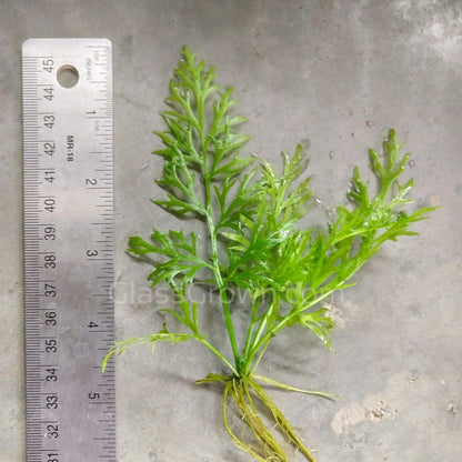 Lace Leaf Water Sprite (Indian Fern)