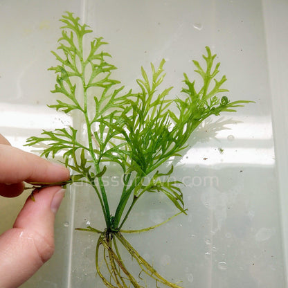 Lace Leaf Water Sprite (Indian Fern)