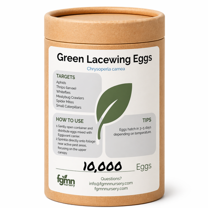 Green Lacewing Eggs