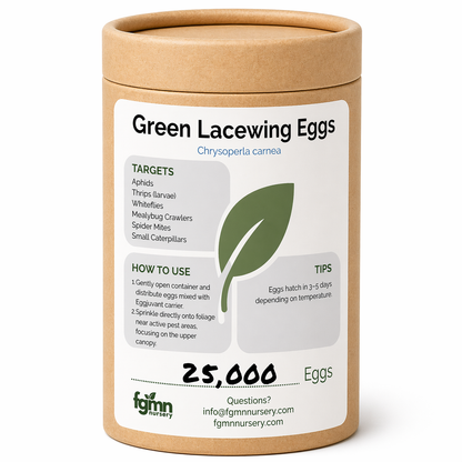Green Lacewing Eggs
