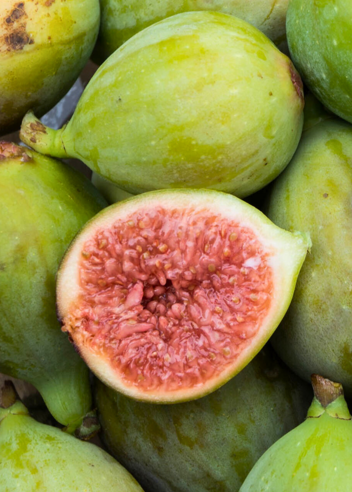 Fig Tree Italian Honey Ficus carica - Sweet Golden Figs, Edible Fruit, Self-Fertile, Cold-Tolerant, Container-Friendly