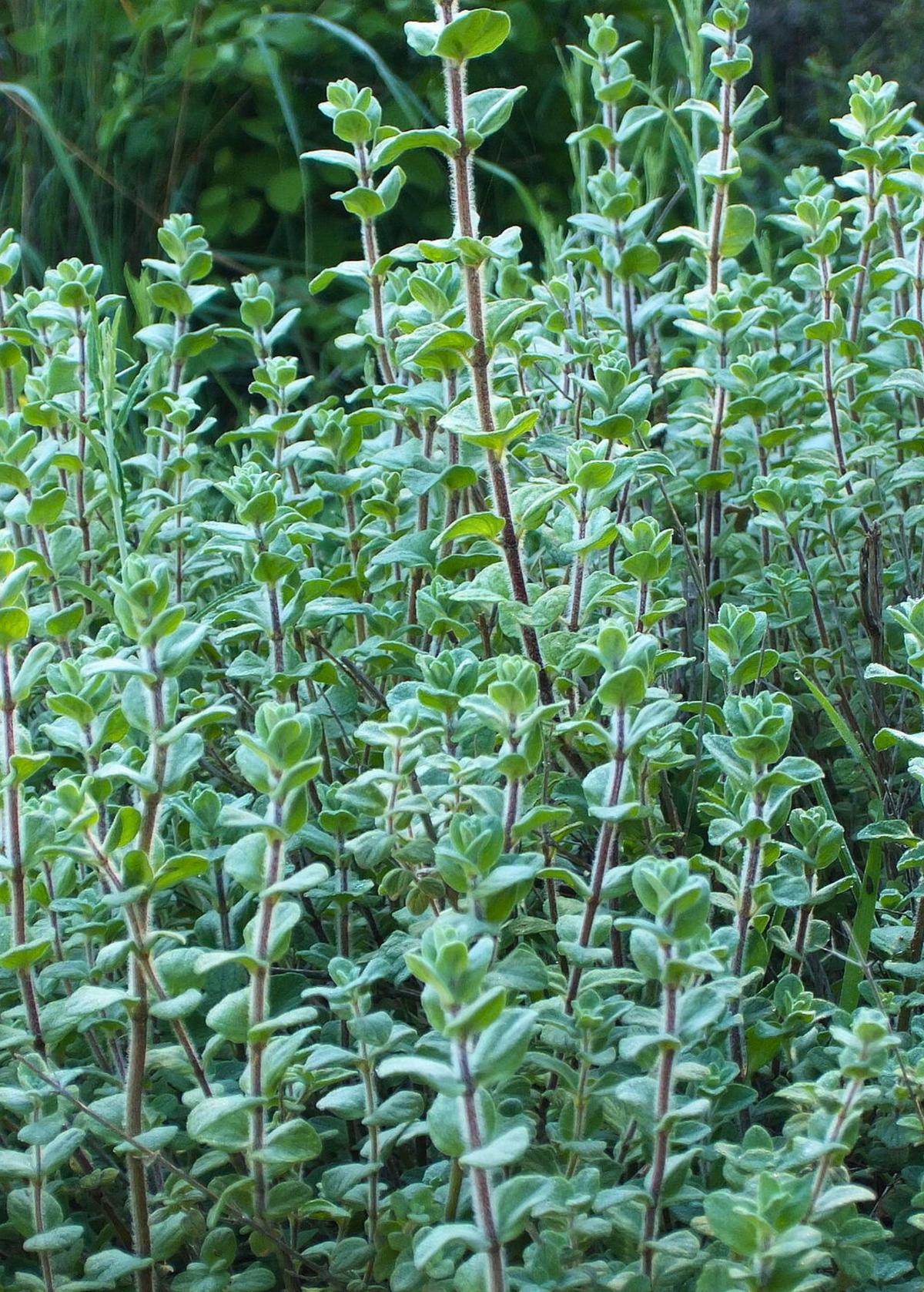 Lebanese Zaatar Herb Live Plant - Fragrant Origanum syriacum for Culinary, Pollinator Garden, Drought Tolerant