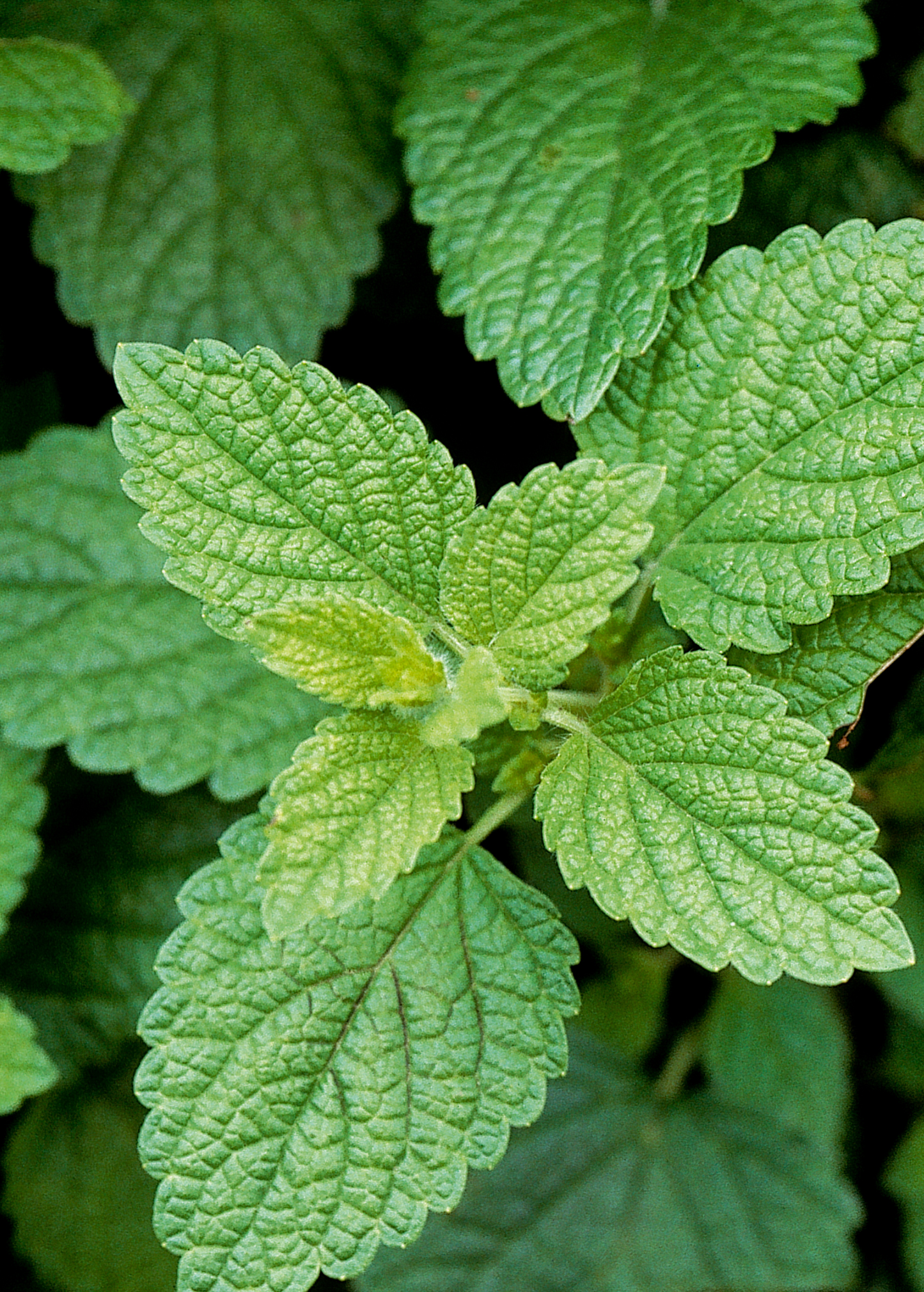 Lemon Balm Herb Plant | Fresh Melissa officinalis | Aromatic Perennial or Annual