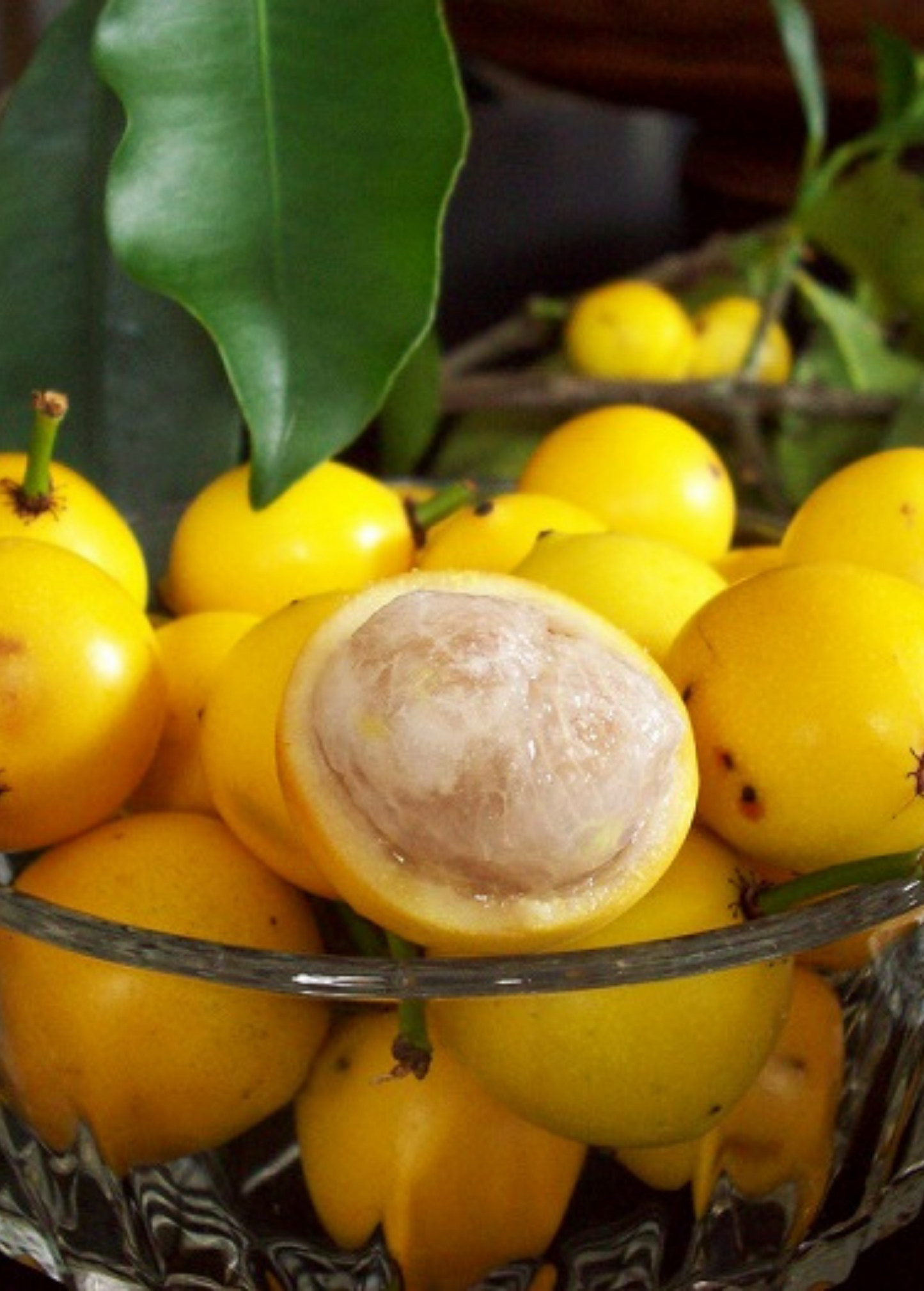 Lemon Drop Mangosteen Fruit Tree | Garcinia intermedia | Tropical Edible Plant | Rare South American Fruit Tree