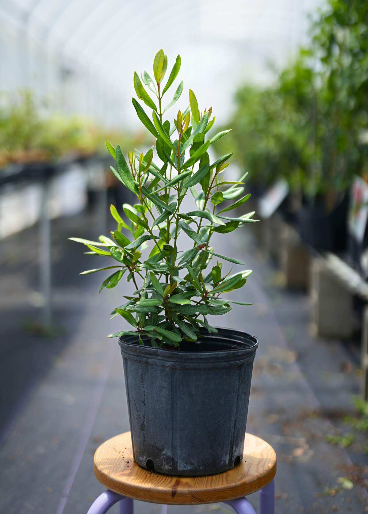 Lemon Bay Rum Tree Pimenta racemosa var. citrifolia Fragrant Evergreen Tropical Plant