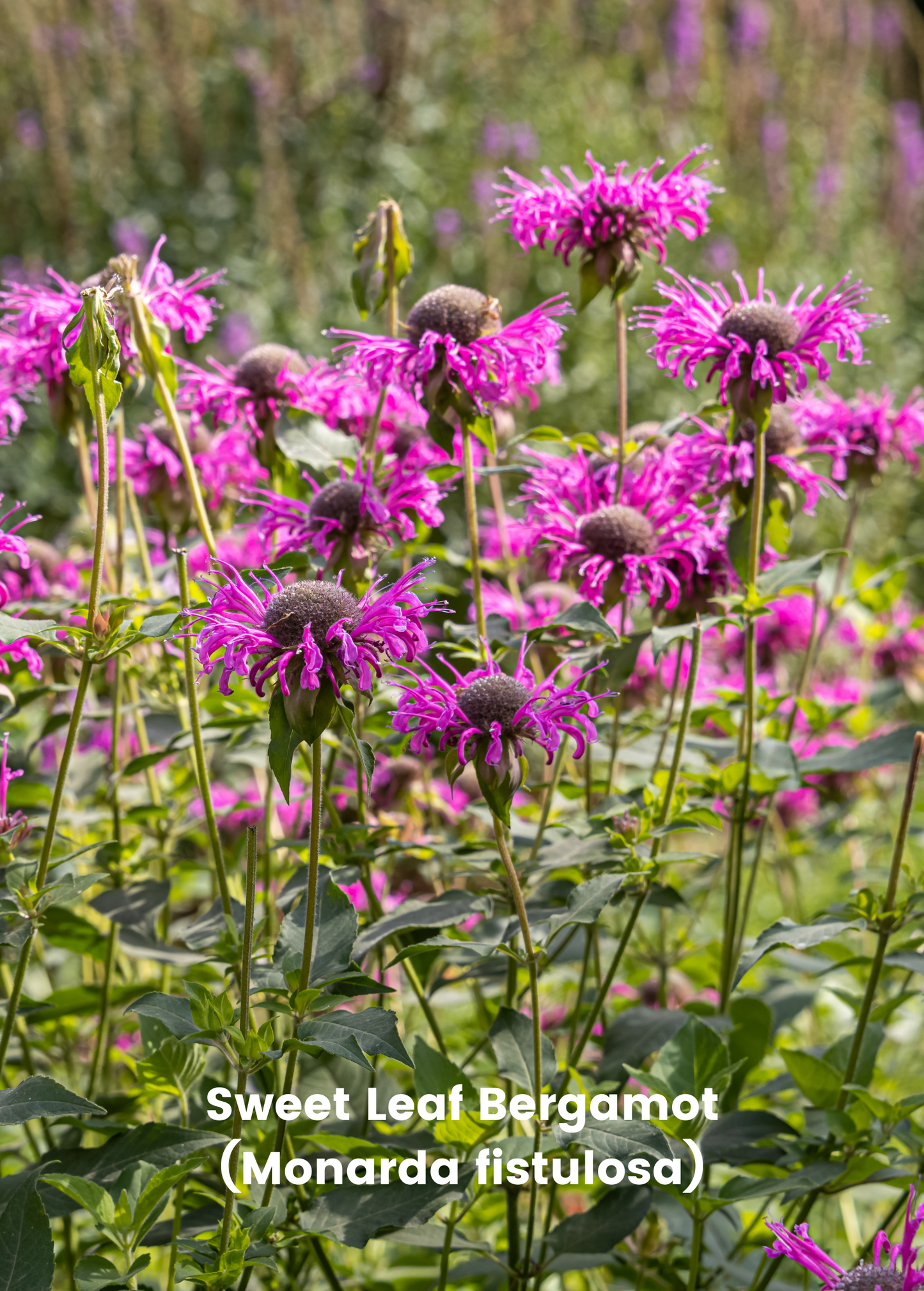Bergamot Plant Bundle Lemon & Sweet Leaf Monarda Fistulosa & Monarda Citriodora Perennials
