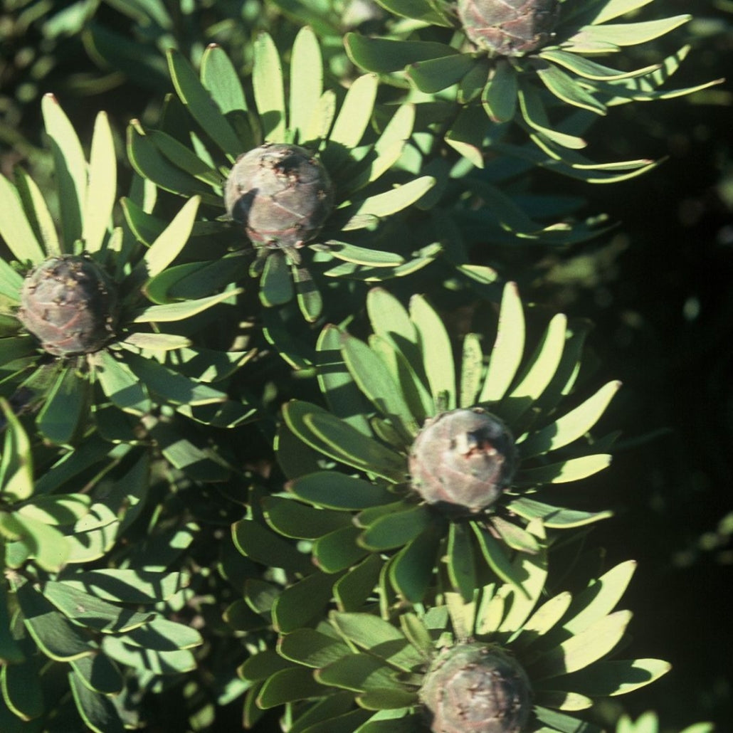 Leucadendron pubescens Seeds – Rare South African Conebush, Evergreen Shrub, Drought Tolerant, Ornamental Garden Plant (5 Seeds)