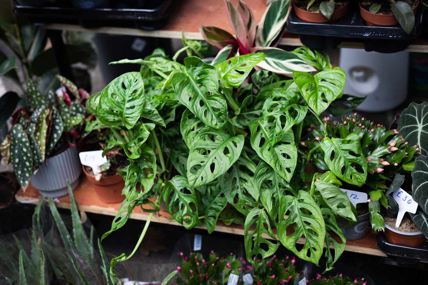 Monstera Deliciosa Rooted Cutting – Swiss Cheese Plant, Indoor Houseplant, Live Tropical Foliage, Easy to Grow