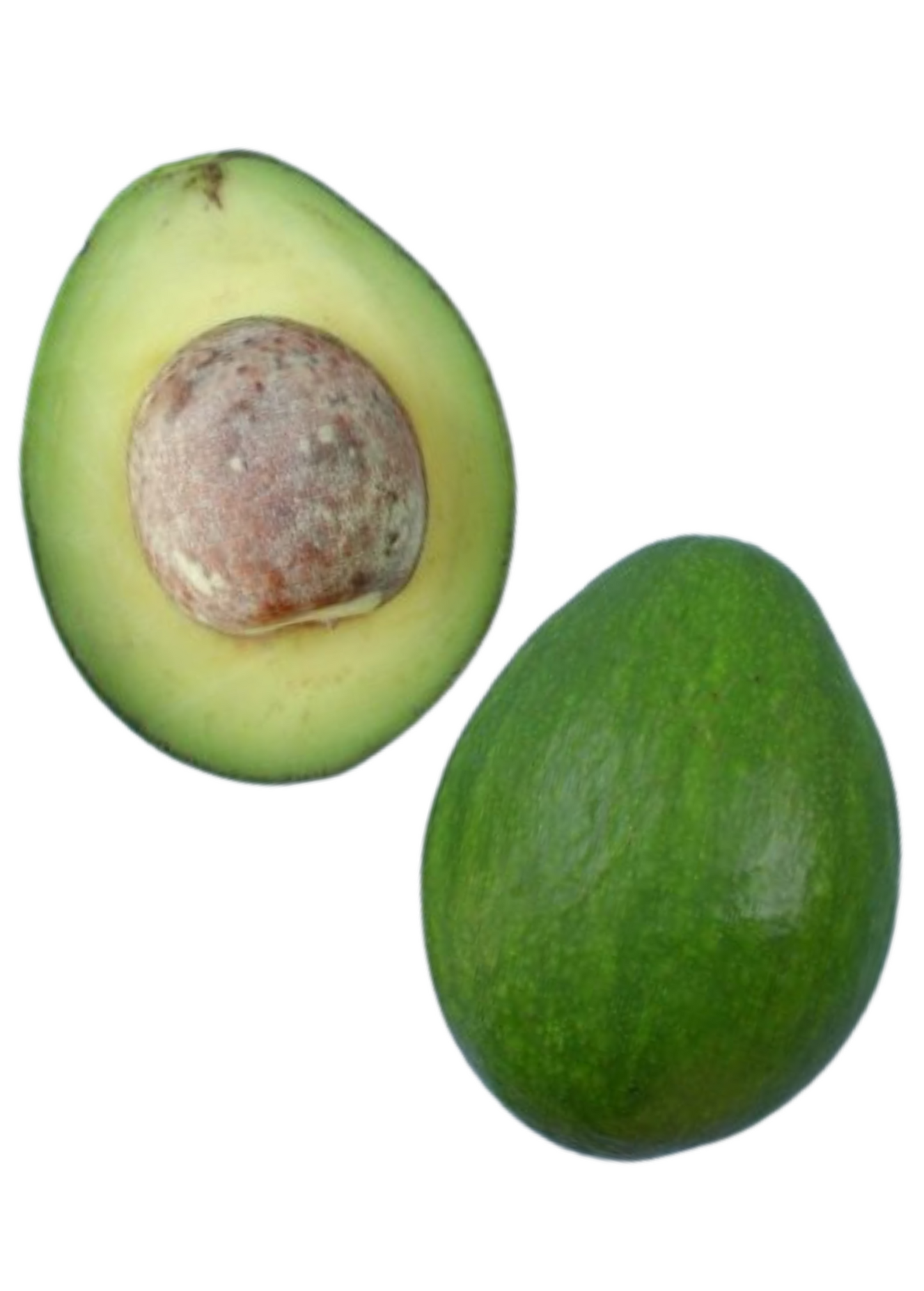 Avocado 'Lila' Tree, Cold-Hardy, Nutty Flavor, Persea americana, Medium to Large Fruit