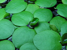 Live Frogbit Limnobium laevigatum | Hardy Floating/Marginal Aquatic Pond & Bog Plant | Bareroot Water Garden Oxygenator