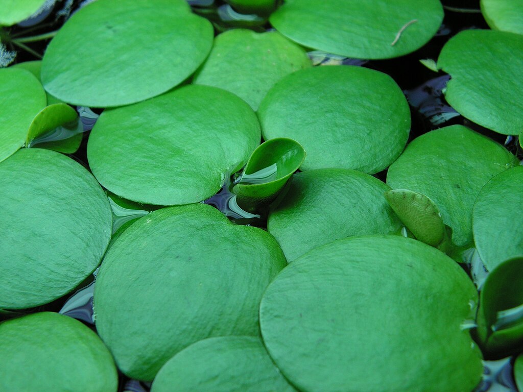 Live Frogbit Limnobium laevigatum – Hardy Floating Aquatic Plant for Ponds, Water Gardens, Bog Gardens