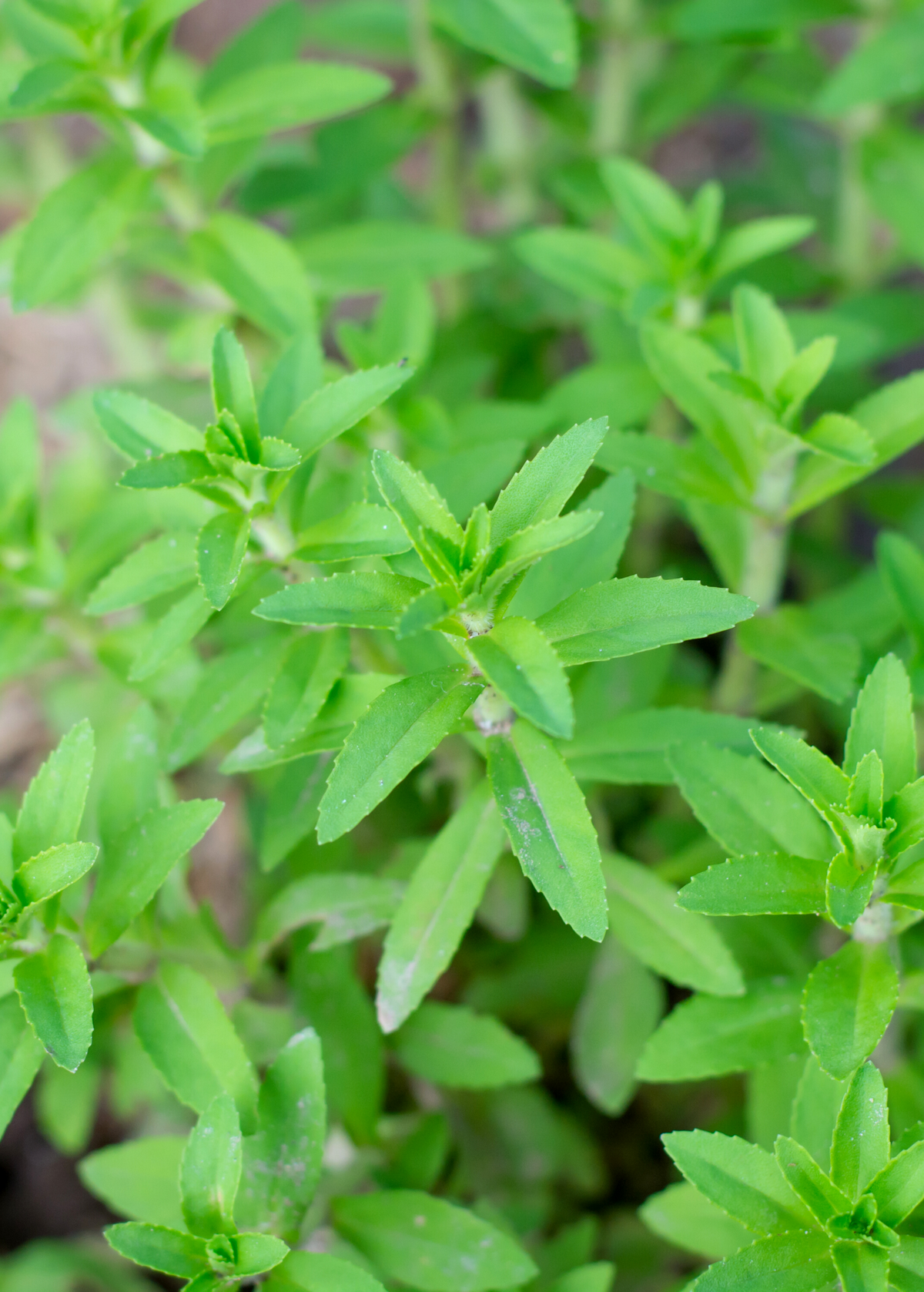 Rau Om Herb Plant – Limnophila aromatica, Vietnamese Watercress, Aromatic Aquatic Herb for Cooking & Medicinal Use