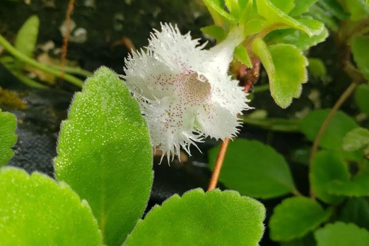 Alsobia dianthiflora Starter Plant in 1" Pot - Trailing Plant with Lacy White Blooms