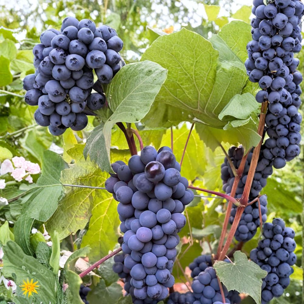 Thomcord Seedless Grape Plant – Sweet Blue Black Table Grape Vine | Concord x Thompson Seedless
