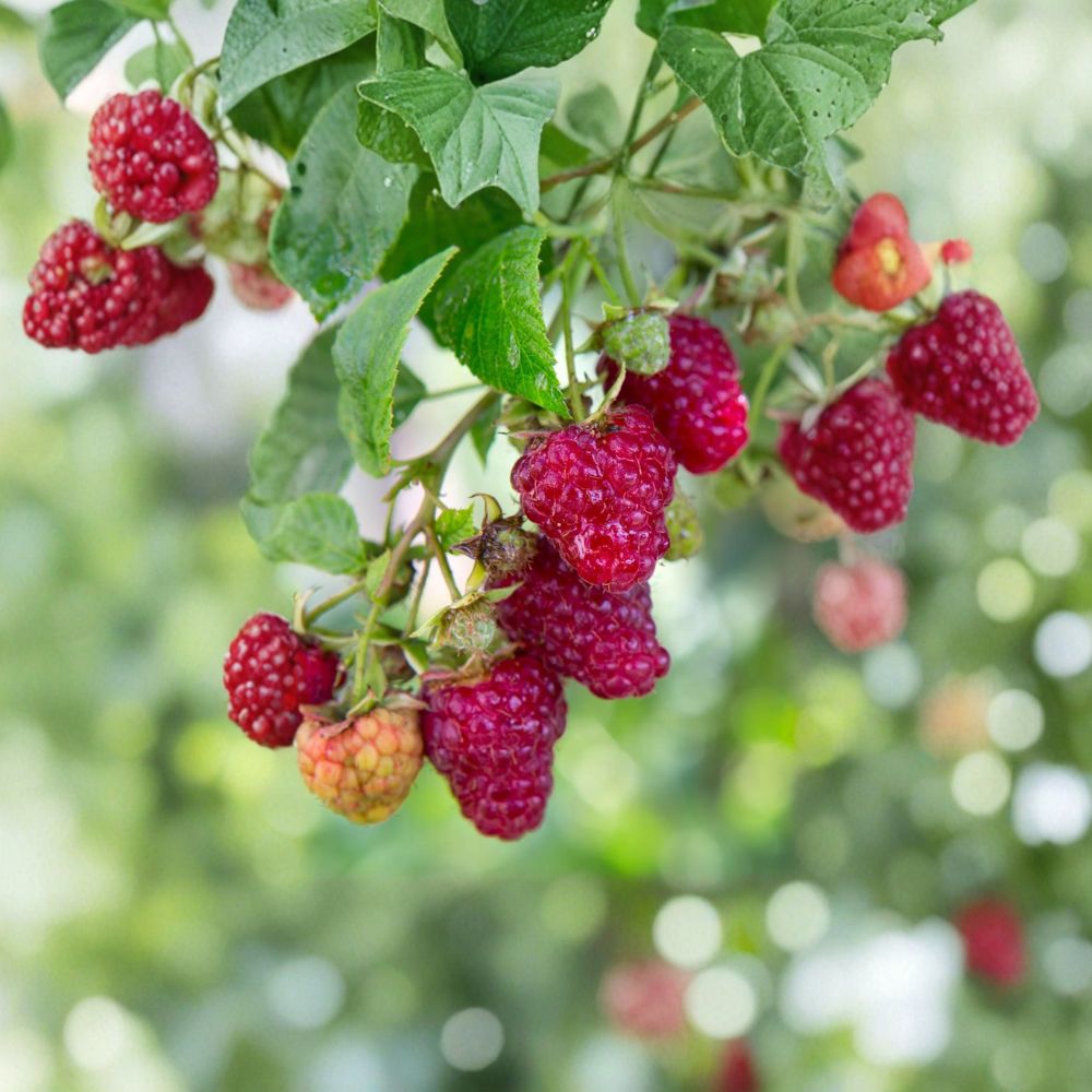 Jaclyn Everbearing Raspberry Plant | Live Rooted Red Raspberry | Zones 3-8