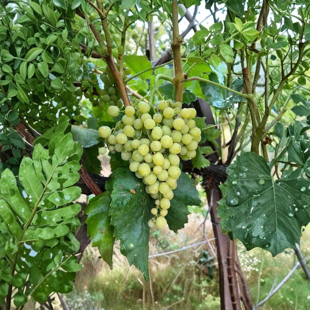 5 Diamond Muscat Seedless Grape Cuttings – Vitis vinifera Live Propagation Cuttings | US Seller