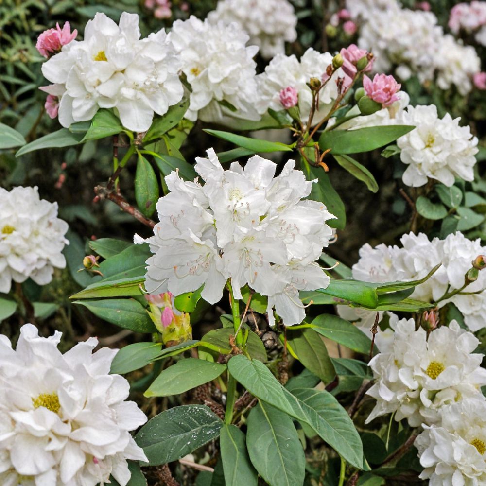 Rhododendron ‘Boule de Neige’ Live Evergreen Shrub | White Blooming Hardy Landscape Plant