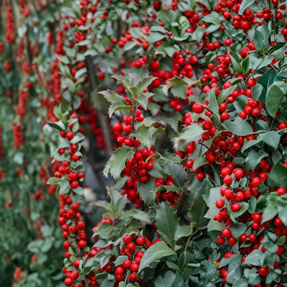 Blue Princess Holly - Female Evergreen Shrub with Red Berries | 1 Gallon Pot