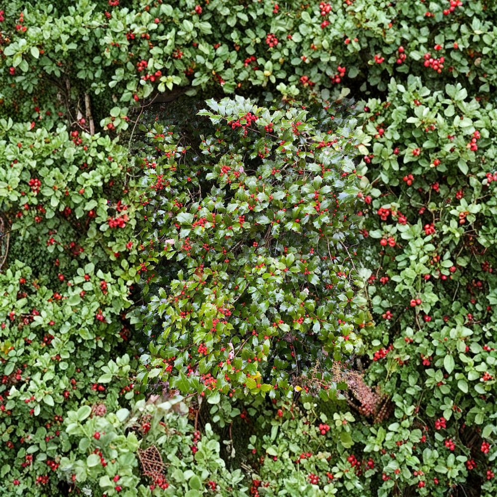 Carnival American Holly – Female Evergreen Holly with Orange Red Berries | Quart Pot | Cold Hardy Landscape Tree