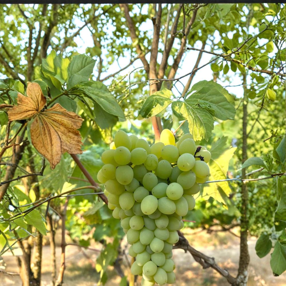 5 Neptune Seedless Table Grape Cuttings – Vitis vinifera Live Propagation Cuttings | US Seller