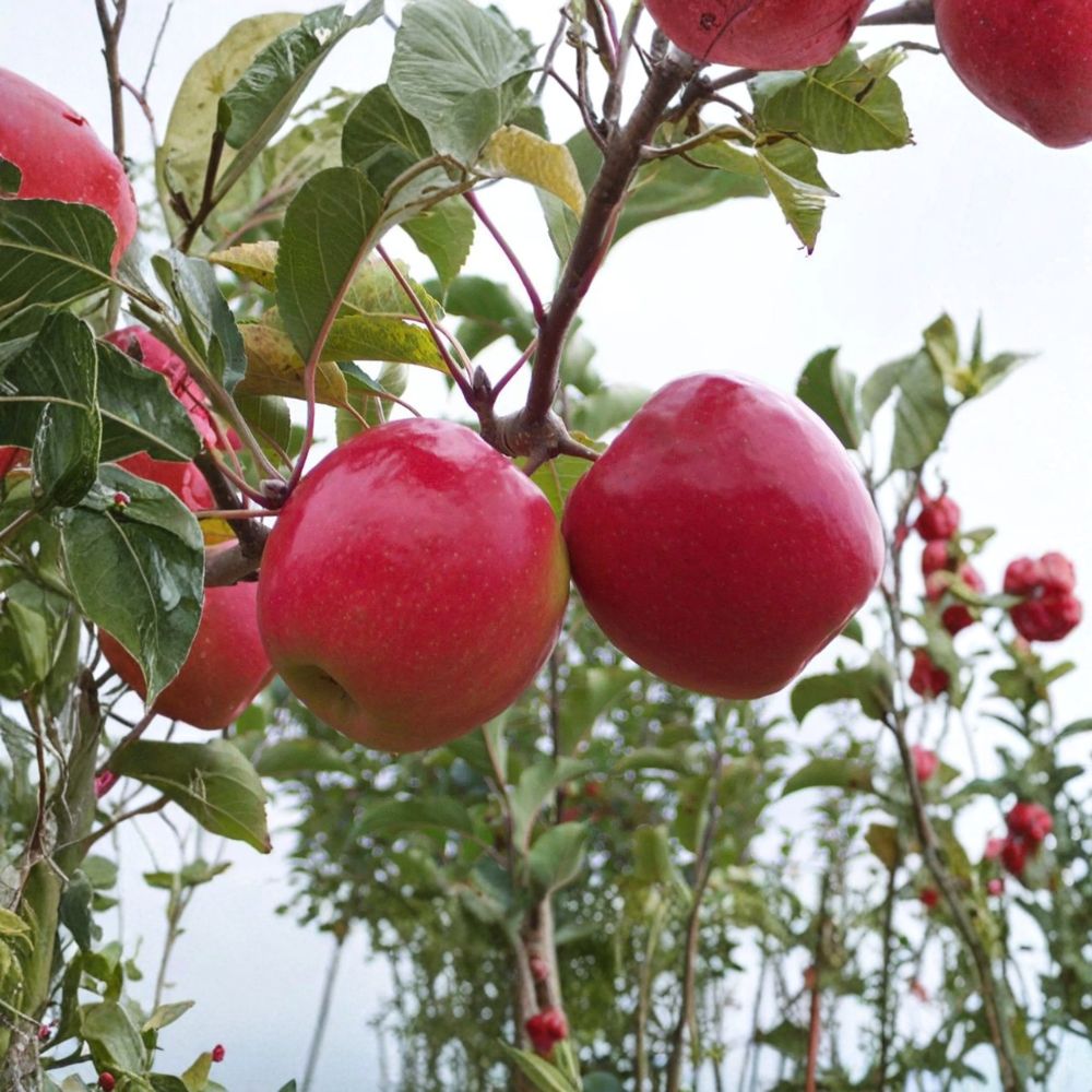 Pink Lady Apple Tree – Malus domestica Live Bare Root Tree | 32–36 Inches Tall | Cripps Pink on M7 Rootstock