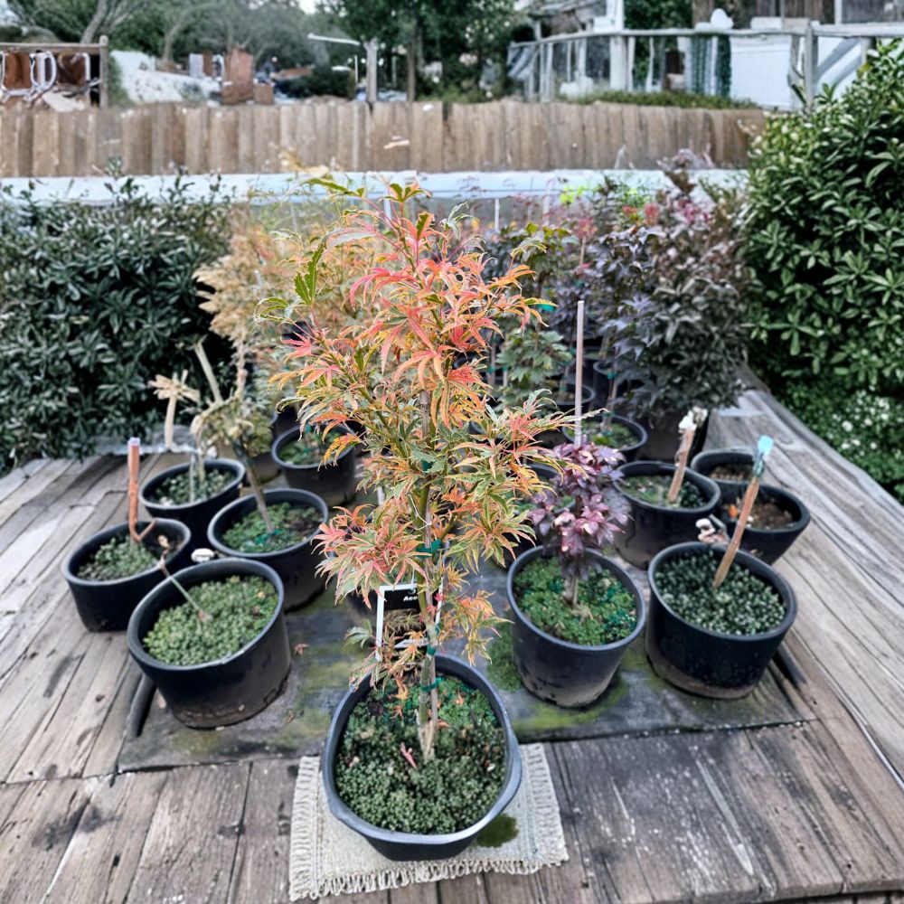 Acer palmatum ‘Manyo no Sato’ – Rare Variegated Japanese Maple in #3 Container, 20–30" Tall