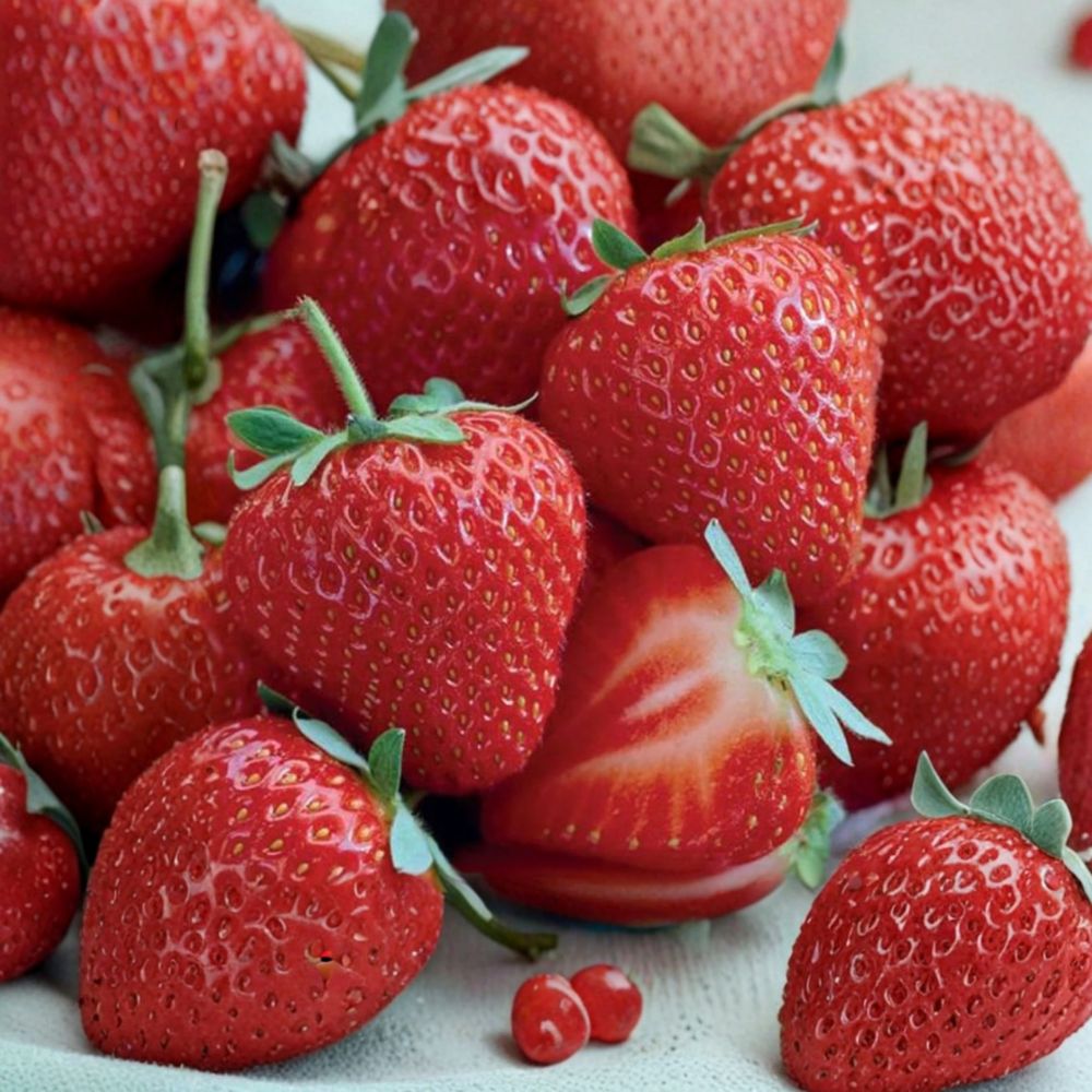 Allstar Strawberry Roots – 5 Live Strawberry Plants | Sweet Midseason Berries | Zones 4–8
