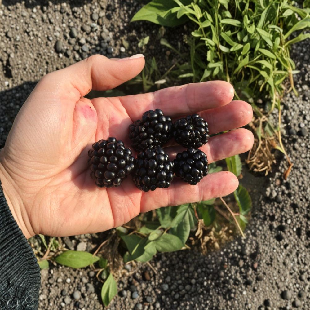 Ponca Thornless Blackberry Plant – Sweet Upright Berry Bush | Zones 5-9
