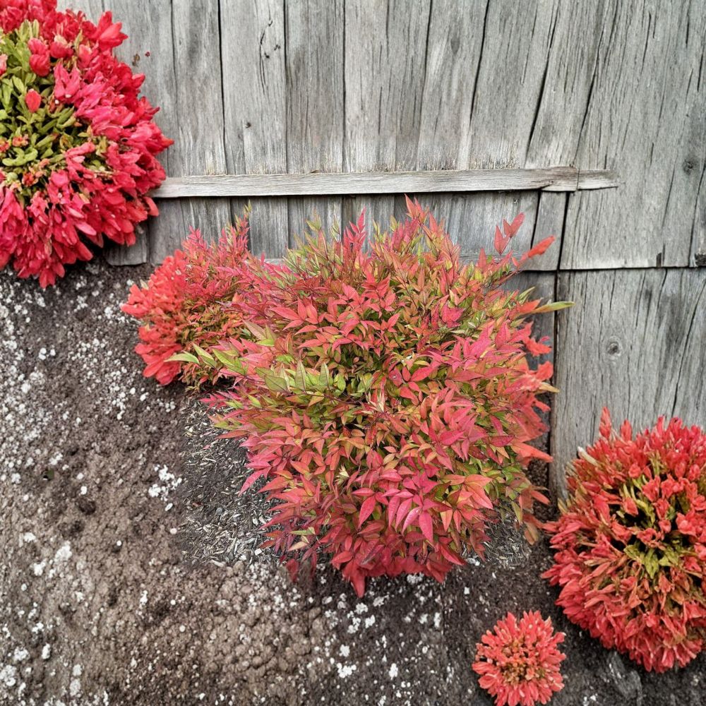Moon Bay Heavenly Bamboo – Nandina domestica ‘Moon Bay’ | Dwarf Evergreen Shrub | Red Winter Color | #3 Container